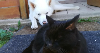 maïssane pet sitter à MOUY 60250_0