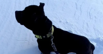 lorène pet sitter à Lyon 69008_4