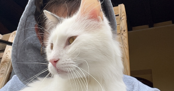luna pet sitter à LEZAN 30350_2