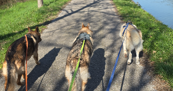 eva pet sitter à CASTELSARRASIN 82100_4