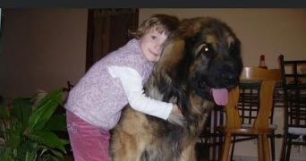 maelys pet sitter à BEAUSSAIS SUR MER 22650_1