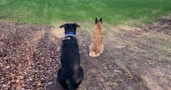 anne pet sitter à SALOUEL 80480_0