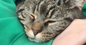 auxane pet sitter à LILLE 59800_2