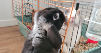 camille pet sitter à MONS EN BAROEUL 59370_3