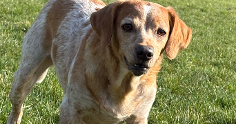 emeline pet sitter à BONNY SUR LOIRE 45420_0