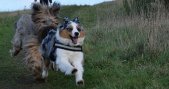 katy pet sitter à RENNES 35700_1