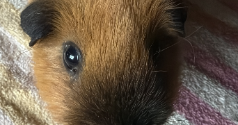 julia pet sitter à ABLON SUR SEINE 94480_3