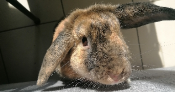 marine pet sitter à JOUGNE 25370_0
