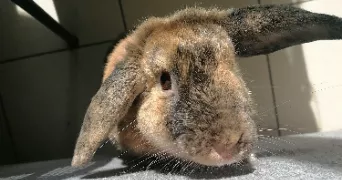 marine pet sitter à JOUGNE 25370