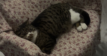 louise pet sitter à GRENOBLE 38000_3