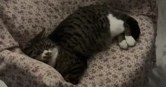 louise pet sitter à GRENOBLE 38000