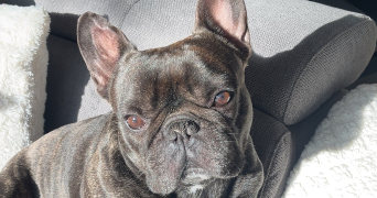 hindie pet sitter à BAR LE DUC 55000_4
