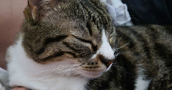 mélissa pet sitter à Saint Marcellin  38160_4