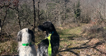 katalina pet sitter à RIVIERES 81600_2