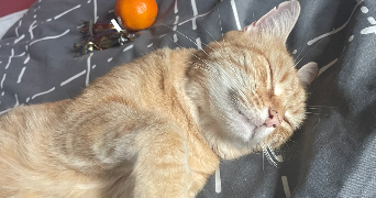 manon pet sitter à DIEULEFIT 26220_1