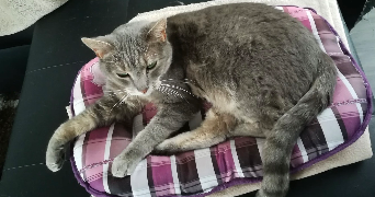 maxime pet sitter à COUTANCES 50200_3