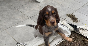 adèle pet sitter à FONTENAY ST PERE 78440_3