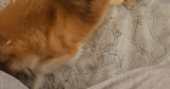 léa pet sitter à MERIEL 95630_3