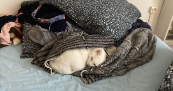 léa pet sitter à TOULON 83200_1