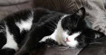 pauline pet sitter à Laventie 62840_1