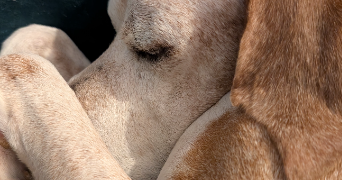 mathilde pet sitter à MARSEILLE 10 13010_6