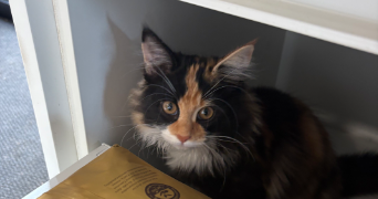 mariamn-marie pet sitter à PARIS 19 75019_3