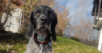 pascal dog sitter à BOGEVE 74250_3