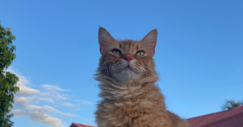 amelie pet sitter à VIGNEUX SUR SEINE 91270_2