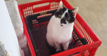 elisa pet sitter à REIMS 51100_1
