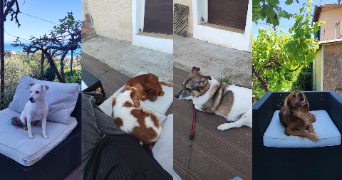 sania pet sitter à NICE 06200_4