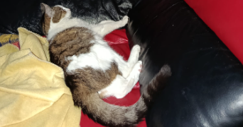 christelle pet sitter à Gambsheim 67760_6