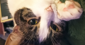 floriana pet sitter à PARIS 13 75013_4