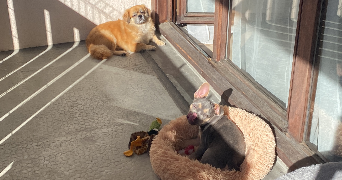 candide pet sitter à Albertville 73200_6