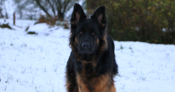 clothilde pet sitter à CHAMPGENETEUX 53160_1