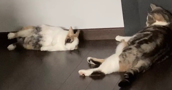 claire pet sitter à HAGUENAU 67500_4