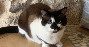 shahinaz pet sitter à Villeneuve-lès-maguelone 34750_3