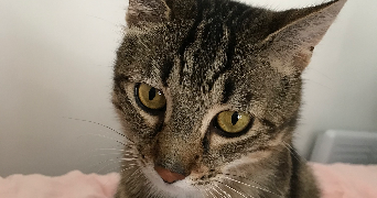 justine pet sitter à AVRANCHES 50300_4