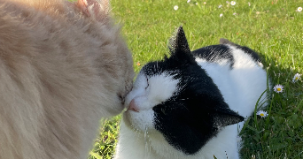 marie pet sitter à LOUVECIENNES 78430_1