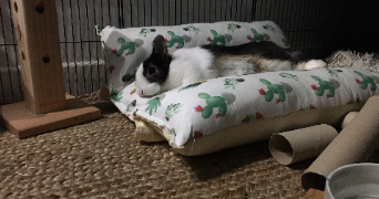 sarah pet sitter à MONTPELLIER 34000_3