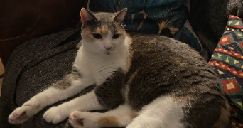 maëlys pet sitter à EPINAY SOUS SENART 91860_2