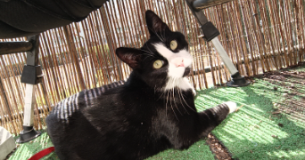 morgane pet sitter à LYON 05 69005_1