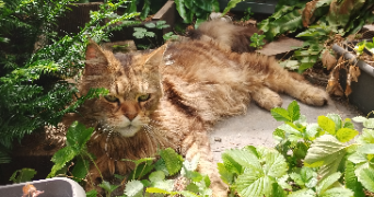 léa pet sitter à VALSERHONE 01200_4