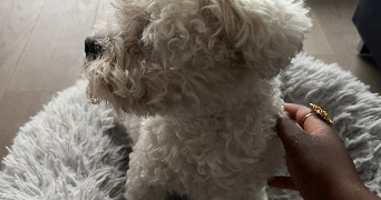 guy-francisca pet sitter à PARIS 13 75013_2