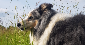 mylène pet sitter à TOURS 37000_2