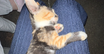ismigyul pet sitter à SEVRAN 93270_2