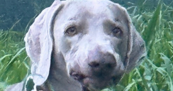 eva pet sitter à MARSEILLE 07 13007_1