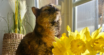 suzy pet sitter à DIJON 21000_0