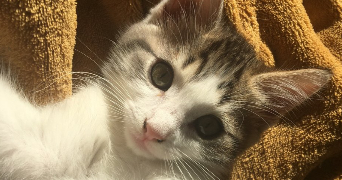 léa pet sitter à MONT ST AIGNAN 76130_1