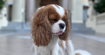 clémentine pet sitter à SEVRES 92310_0