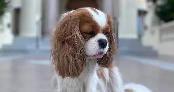 clémentine pet sitter à SEVRES 92310